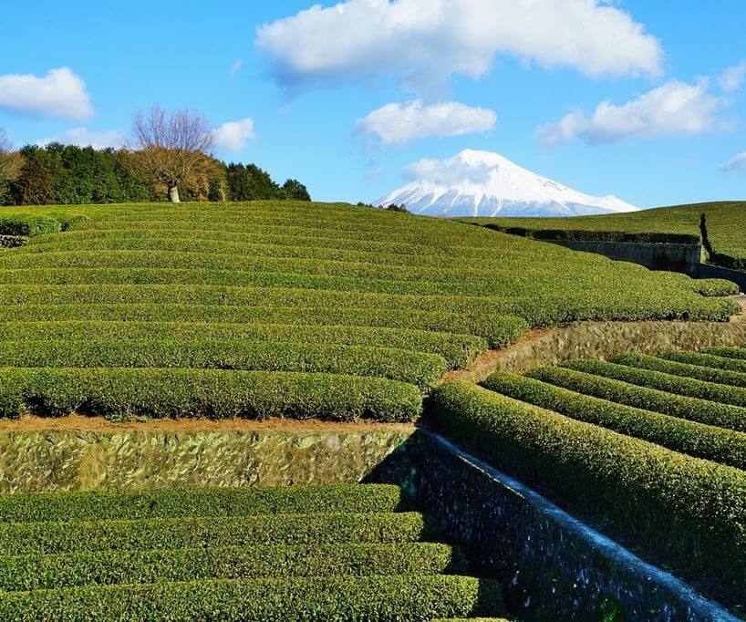 大淵笹場的茶鄉絕景