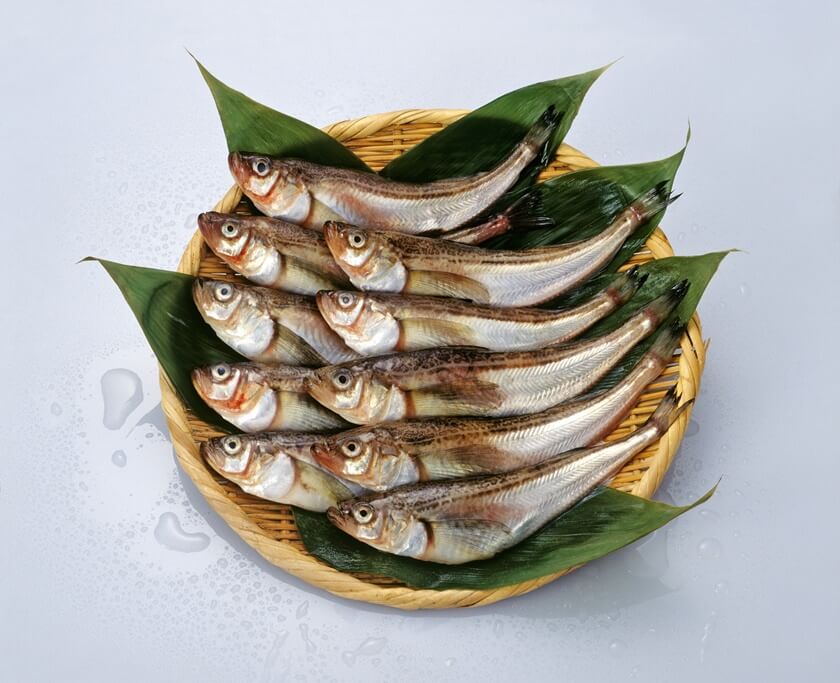 鰰魚。(Image credit: Akita Prefecture)