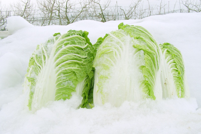 大白菜保存在雪下。(Image credit: 全国有機農法連絡会)