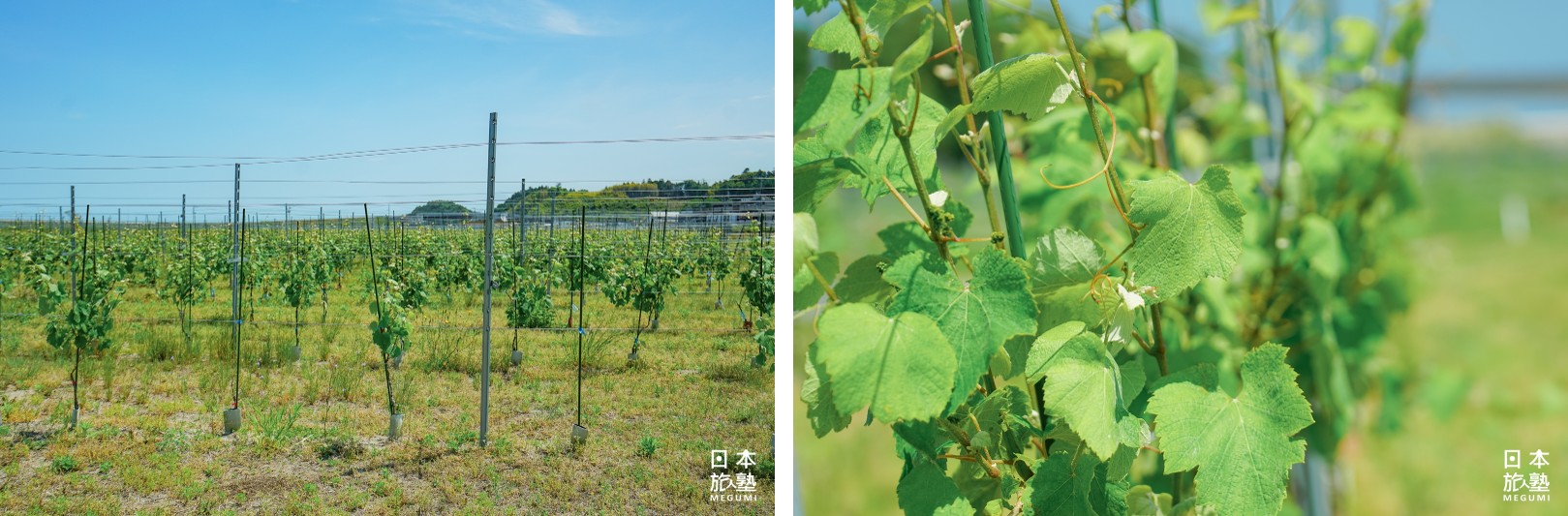 （左）放眼所建的葡萄樹都還非常年輕，一般來說需要10年起才能做為釀出好酒的原料種植 （右）種植葡萄樹所用的土並非原本土壤，因曾浸泡於海水，都是改用磐城市內搬來的新土