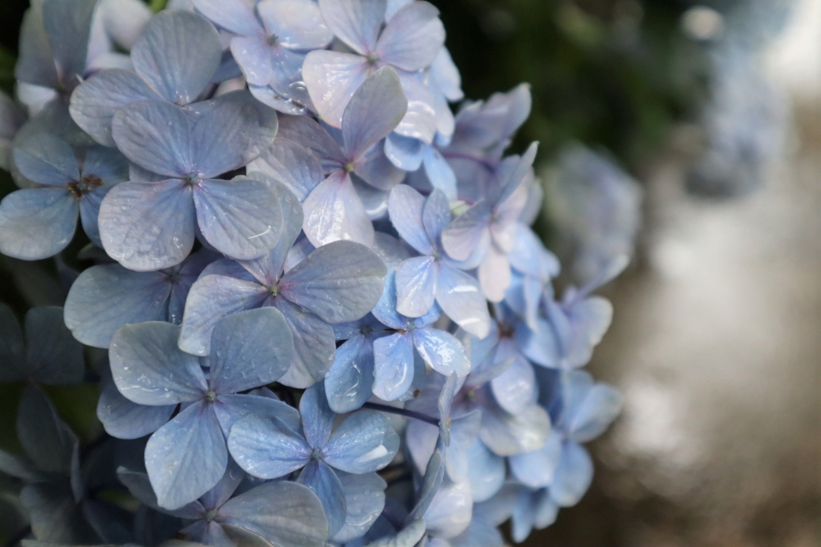 ▲菊池小姐本人拍攝的箱根紫陽花