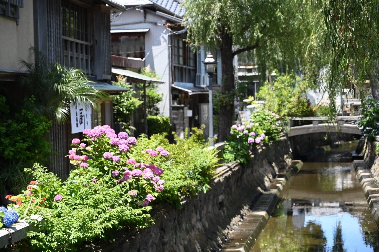 下田公園紫陽花祭「培里之路」