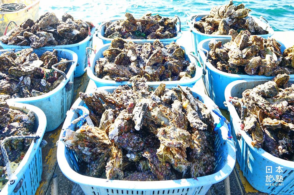 山田灣的「帶殼牡蠣」產量，為日本第一