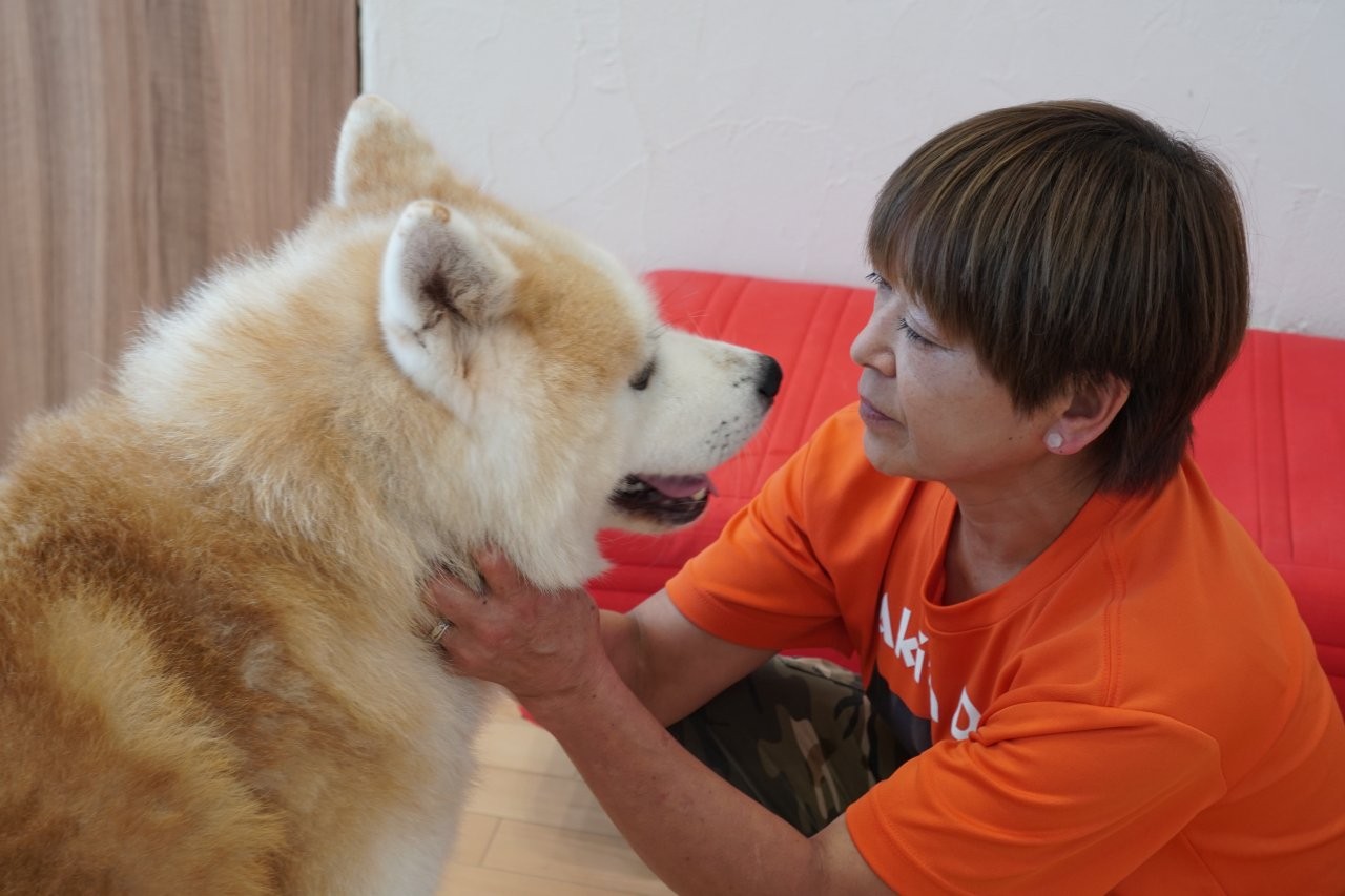 可以隔著玻璃幫可愛的秋田犬拍照