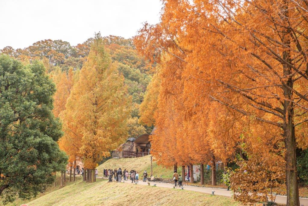 「嚕嚕米兒童森林公園」入口處就能見到因秋天而轉紅的水杉，水杉樹木較高，遠看人們好像正準備進入巨人的世界（水杉非落羽松）。