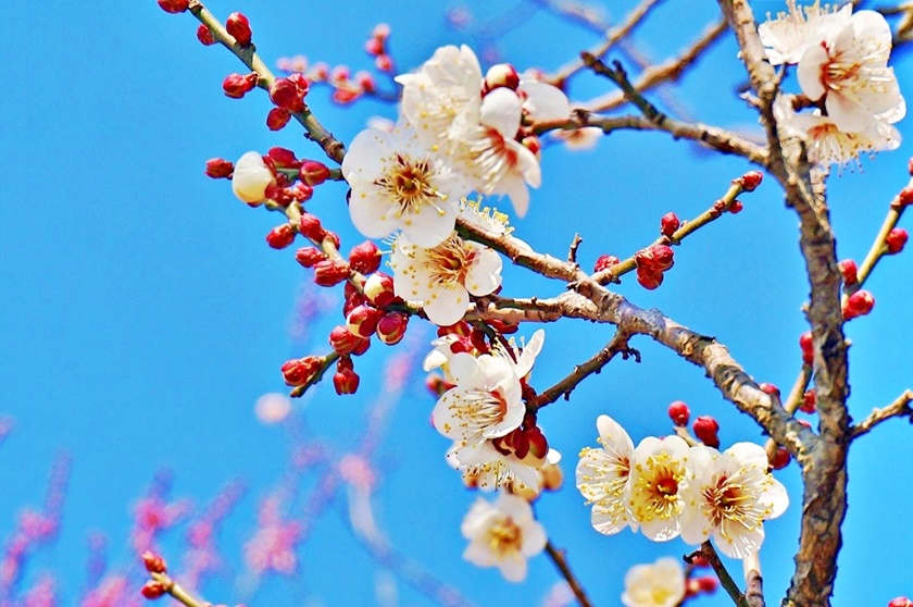 梅花盛開。(Image credit: 茨城県観光物産協会)