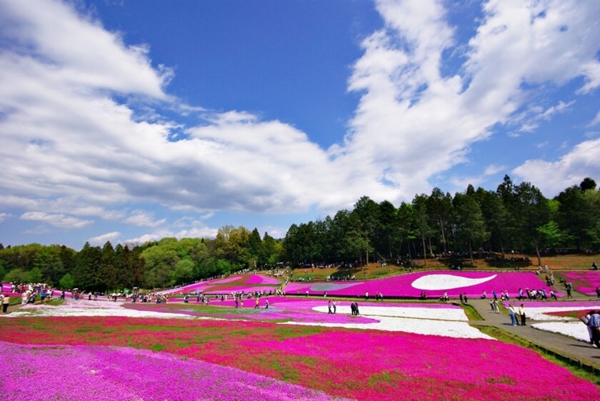 羊山公園的芝櫻。(Image credit: Akira Okada / JNTO)