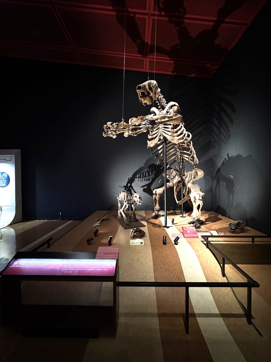 左：劍齒虎　右：曠野懶