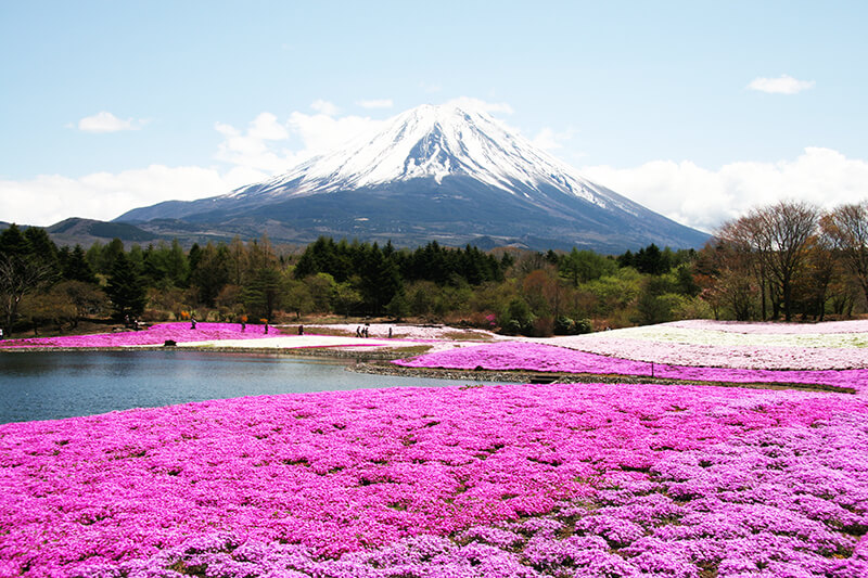 在富士山的背景下欣賞鮮豔的粉紅色芝櫻。(Image credit: Akira Okada / JNTO)