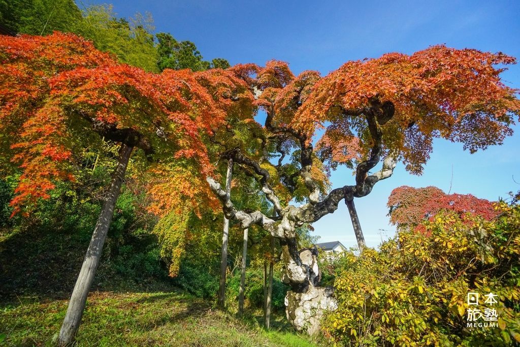 白色的枝幹，與紅葉相映成趣