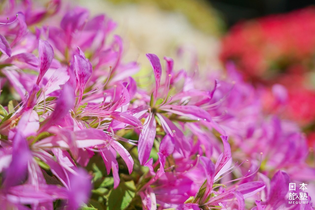 約末100種的杜鵑品種，令人目不暇給