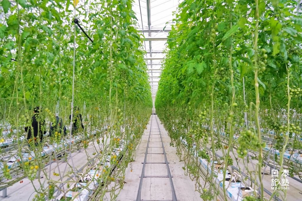 懸掛式栽培的溫室番茄，與台灣常見的栽培方式不大相同