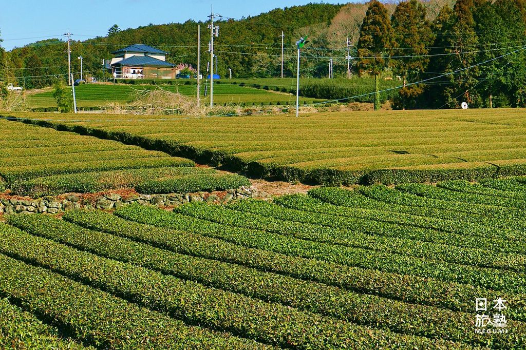 灰白的石疊、紅褐的小徑，與綠意盎然的茶田，勾勒出彷彿抹茶磚的景觀