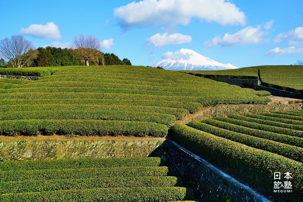 蜿蜒的小路兩旁，是一壟壟的茶田，模樣可愛，而富士山悄悄地探頭
