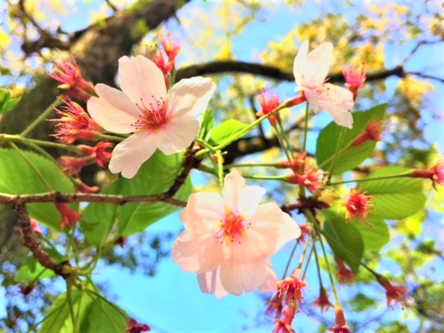 Edohigan cherry blossoms. (Image credit: photoAC)