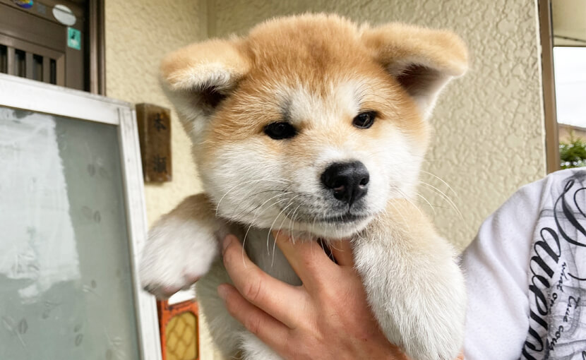 能代幸壽莊有機會遇見秋田犬幼幼