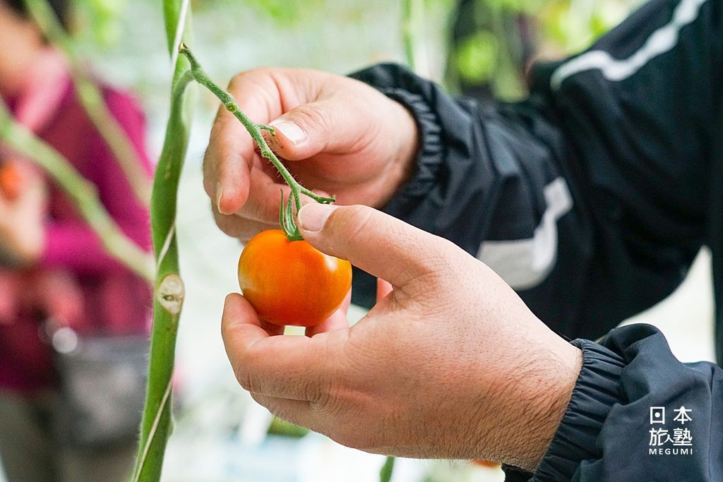 體驗採摘番茄，可以現吃也可以外帶