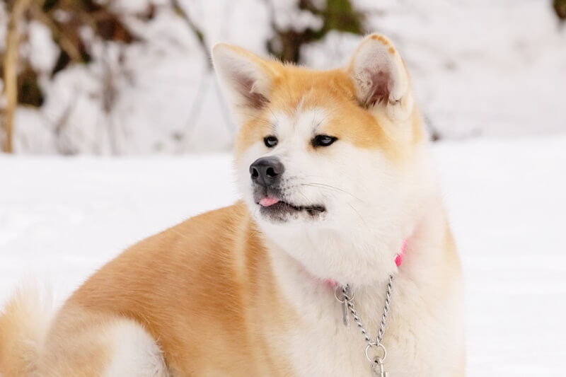 【線上遊日講座】銀白冬遊出發！秋田浪漫雪之旅