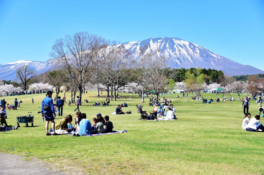 【岩手。景點推薦】小岩井農場-大地之美術館、推薦五月初來賞櫻、一本櫻搭配岩手山超美、上丸牛舍(國家指定重要文化財)、交通巴士資訊