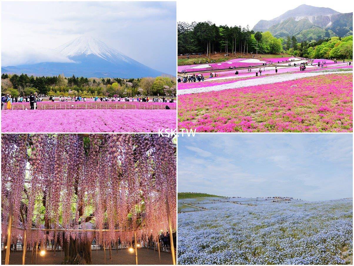  [關東近郊。賞花景點] 日立海濱公園(常陸海濱公園)-粉蝶花/足利花卉公園-紫藤花/羊山公園-芝櫻/富士芝櫻祭 <交通全攻略整理/行程規劃建議>
