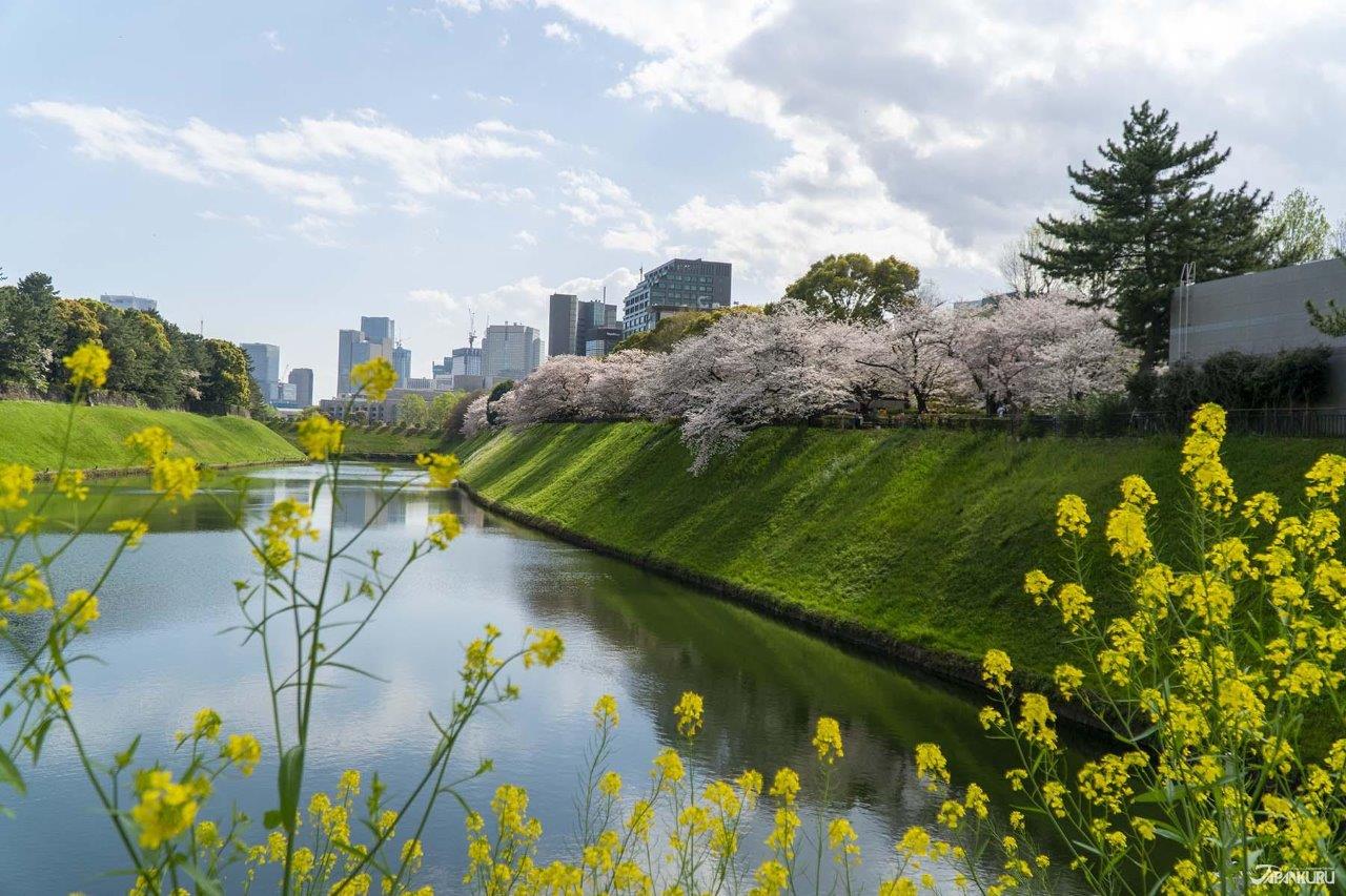 東京都內JR沿線賞櫻景點推薦 從櫻花名所到私房景點任你選
