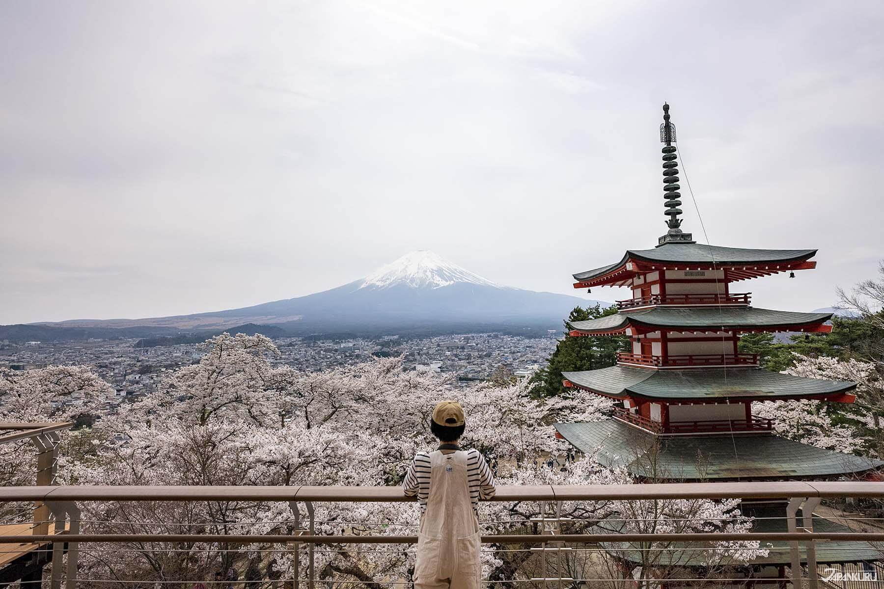 富士山梨賞櫻景點 #01富士吉田篇：富士急樂園、淺間公園與本町通之浪漫與尖叫 