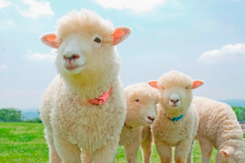 【線上遊日講座】千葉觀光分享