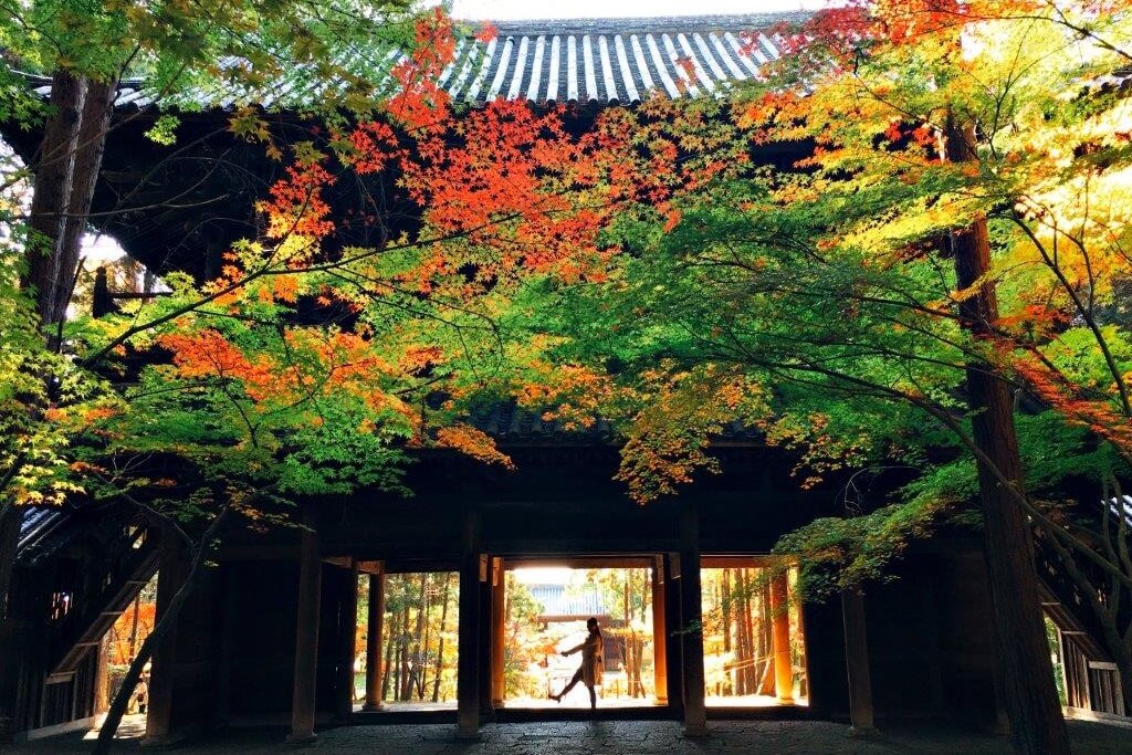 曹源寺：90%外國和尚修行的秘境之地