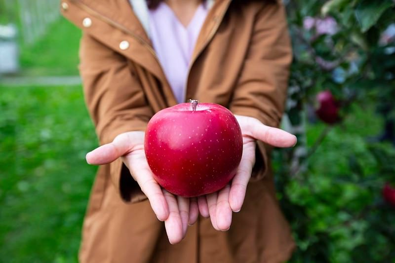 第一次計畫弘前旅行時建議前往景點及店家
