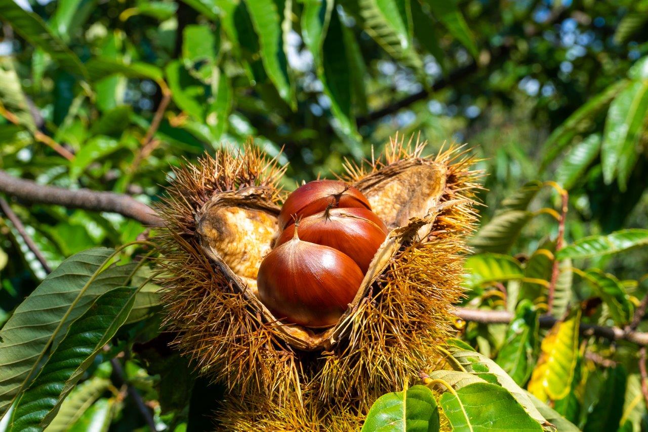 期間限定！採收日本最大的栗子！西明寺栗最大還能到一個嬰兒拳頭大！