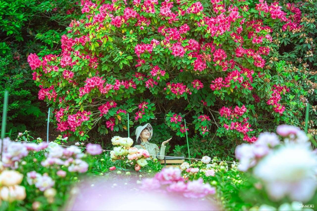 福島「美時」之旅 #01賞花篇：郡山出發 花之王國捕捉時光倩影