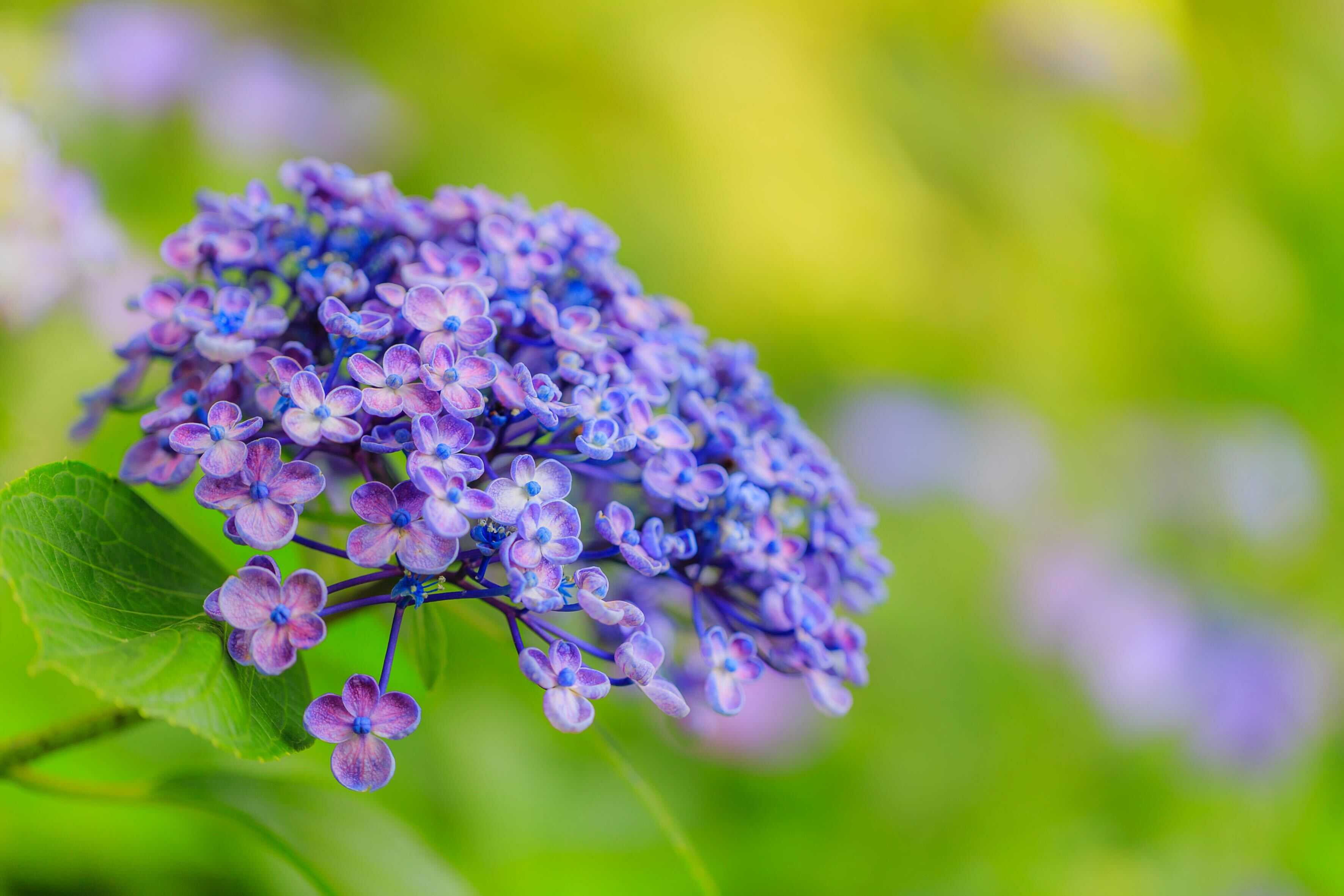 紫陽花的季節，走進繽紛紫陽花圍繞的歷史小鎮「下田」
