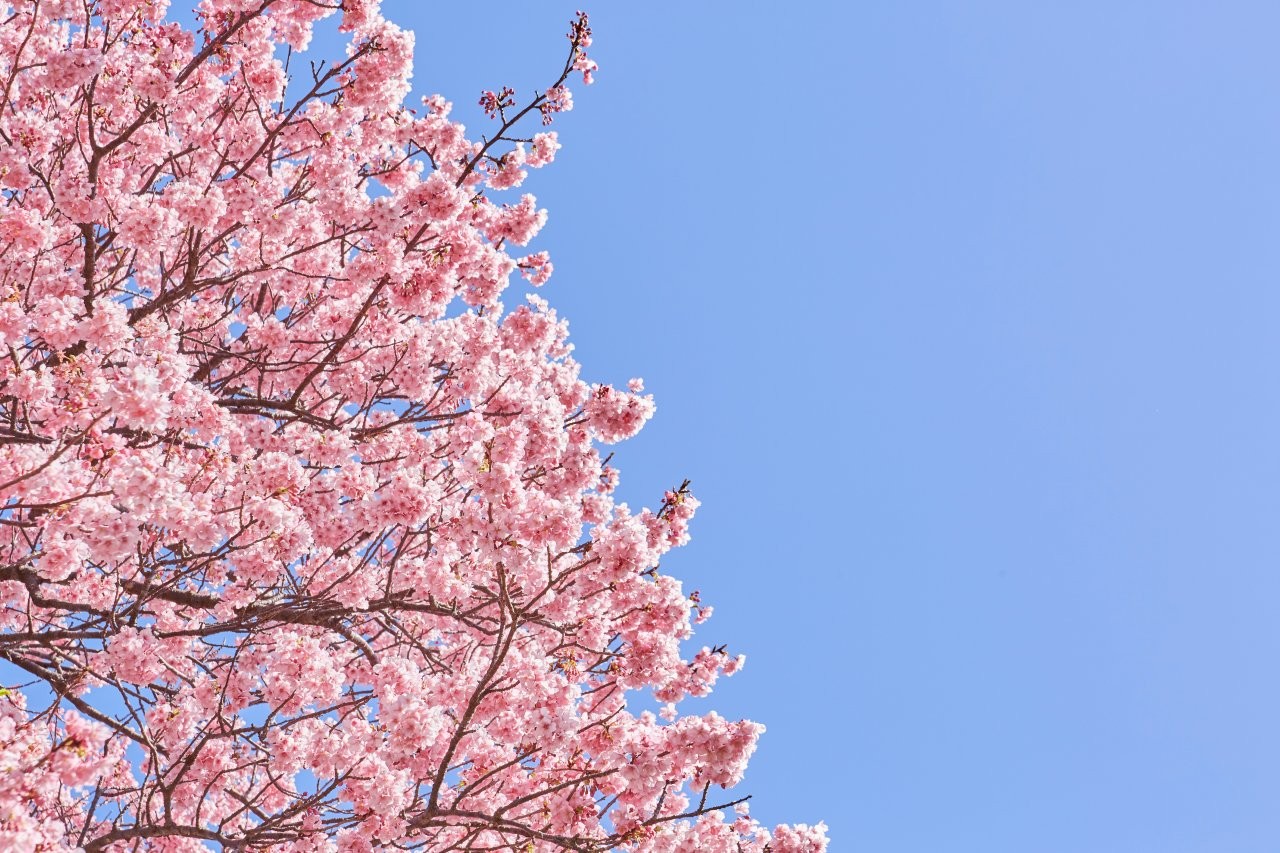 伊豆・熱海的早春花祭指南｜水仙、梅花、櫻花的推薦賞花地點與交通方式