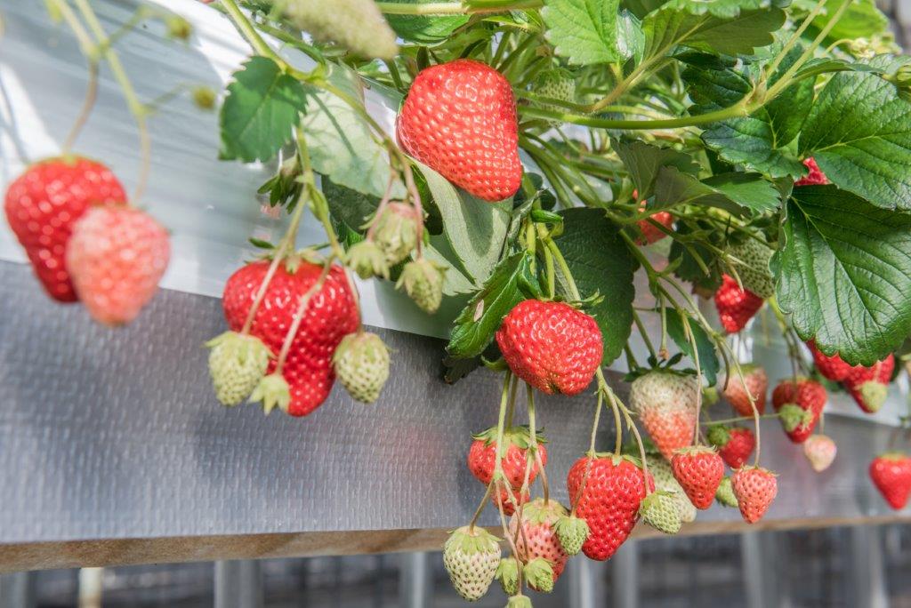 長野自由行：MIHARASHI農場採超甜雪地草莓不限時吃到飽，也推薦摘蘋果、葡萄、藍莓