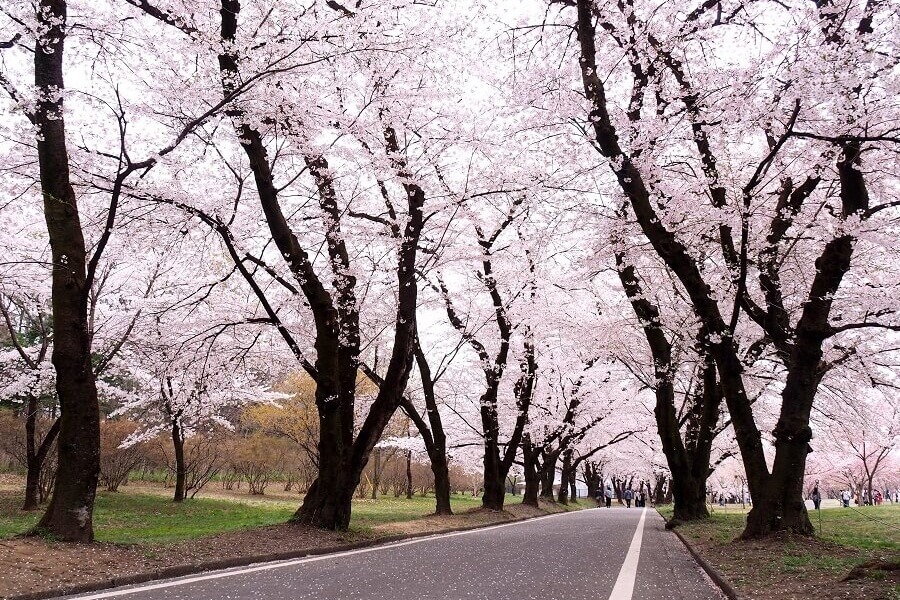 赤城南面千本櫻/宮城千本櫻森林