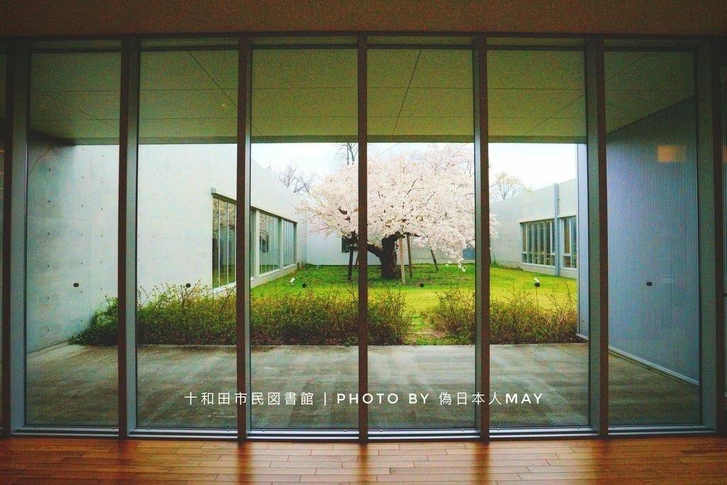 建築大師安藤忠雄設計「十和田市民圖書館」藝術街道裡的櫻花極上秘境 x 建築大師譜出光與影的交響曲