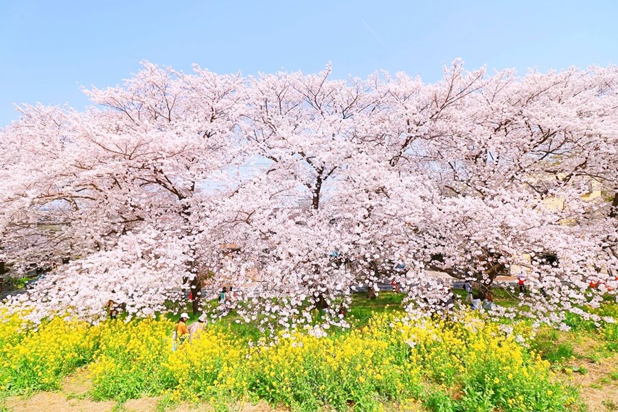 彩染春色，東京30分鐘的浪漫櫻花名所