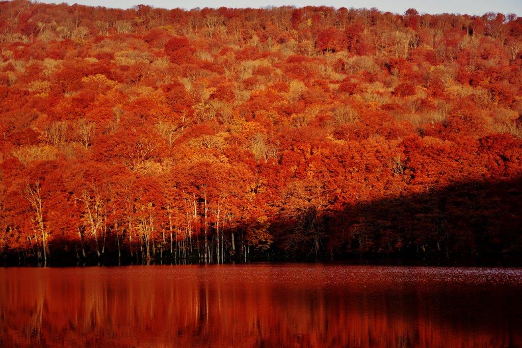 【青森】蔦沼 (蔦七沼、蔦溫泉) 白天也可以來賞楓散步、白天拍攝記錄
