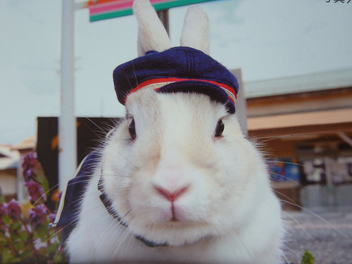 一起到山形鉄道宮內駅找兔子站長玩耍吧