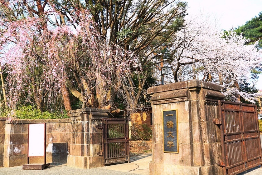 櫻花行道樹下、一橋大學老校園、美味散策