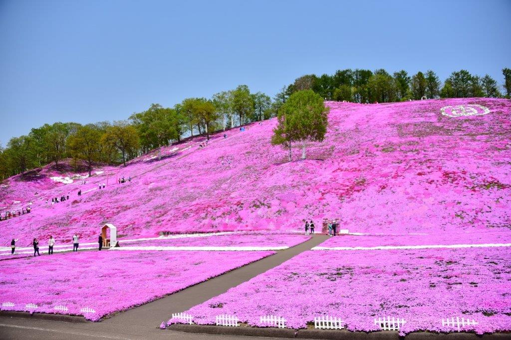 【北海道。道東】東藻琴芝櫻公園-從