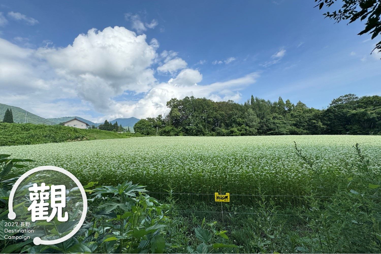 長野縣內蕎麥花畑4選｜白色蕎麥花海與「信州浪漫」交織的絕景