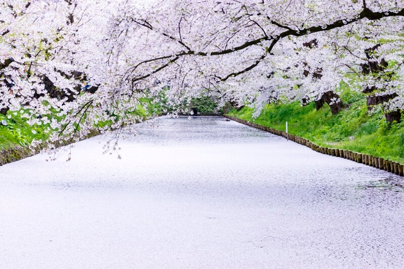 弘前城：花筏、櫻花隧道⋯日本第一櫻花、四季皆美的弘前公園及冬之櫻點燈
