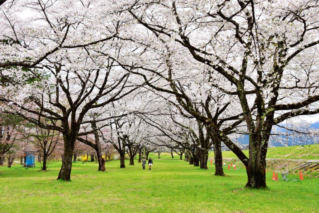 【岩手。賞櫻景點推薦】雫石川園地~隱藏版的賞櫻勝地