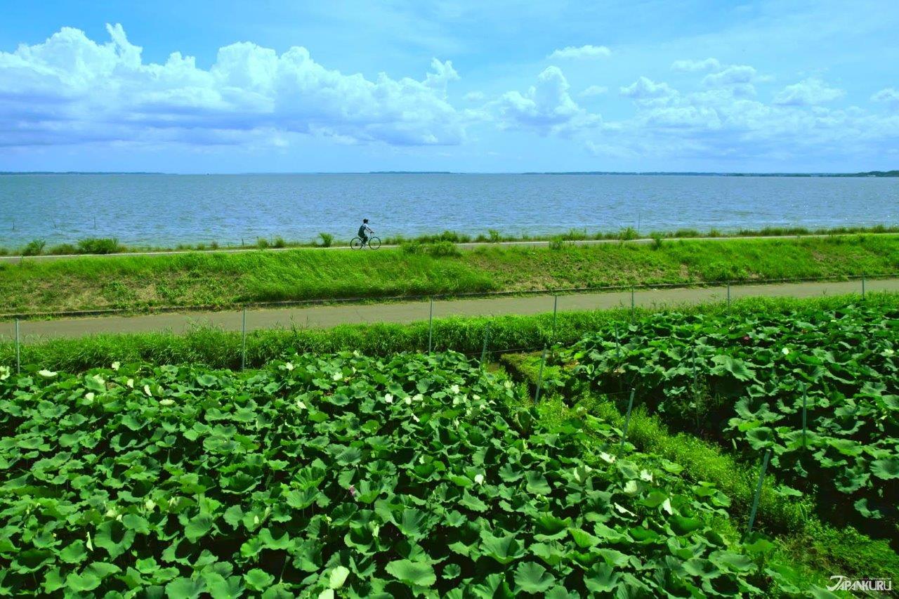 茨城不只有粉蝶花 #03自行車旅篇： 星野單車主題飯店BEB5土浦與霞浦單車道