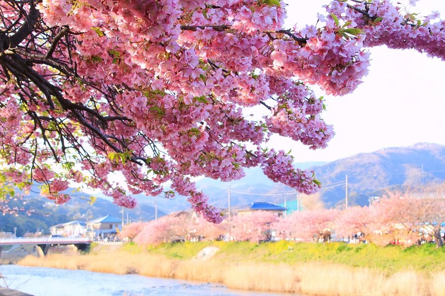 迫不及待的春天，日本本島最早開放的河津櫻