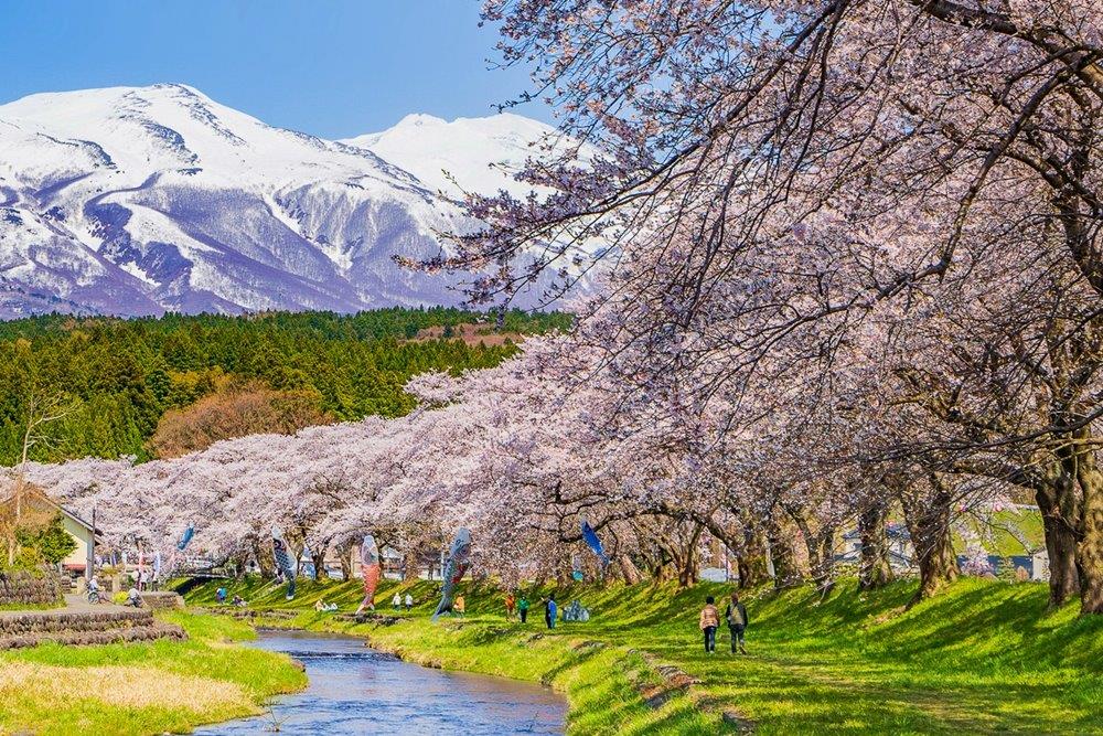 花見山形、從名所到秘境的絢爛春色