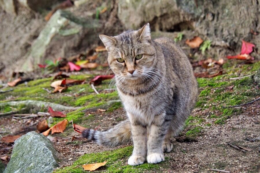 尾道：3條散策路線，眺望瀨戶內島波風情、走進獨一無二的尾道風景、昭和風的電影場景裡