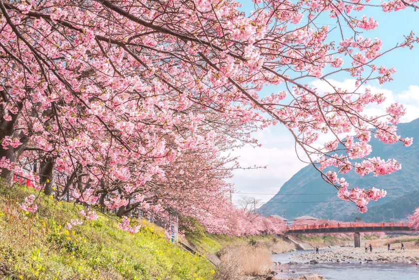 靜岡伊豆河津櫻：日本2月早開櫻花季，8000棵櫻花樹下感受粉紅色櫻花雨