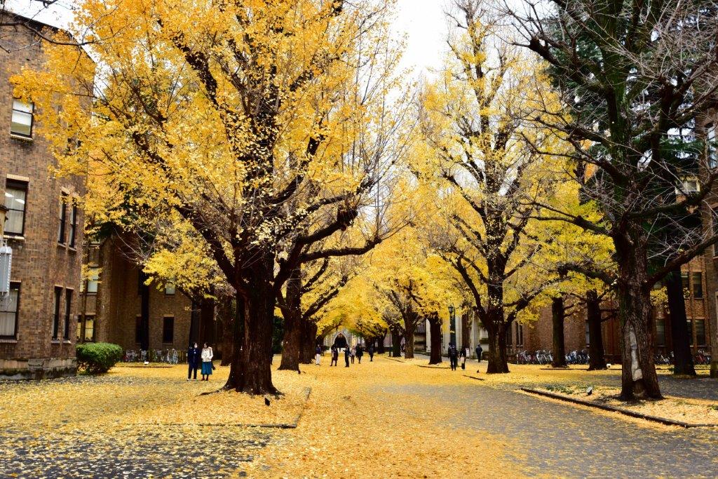 【東京必訪銀杏景點推薦】東大銀杏-東京大學(本鄉校區及彌生校區)/彌生講堂/赤門、交通與散策建議/見頃時間點：11月下旬~12月初